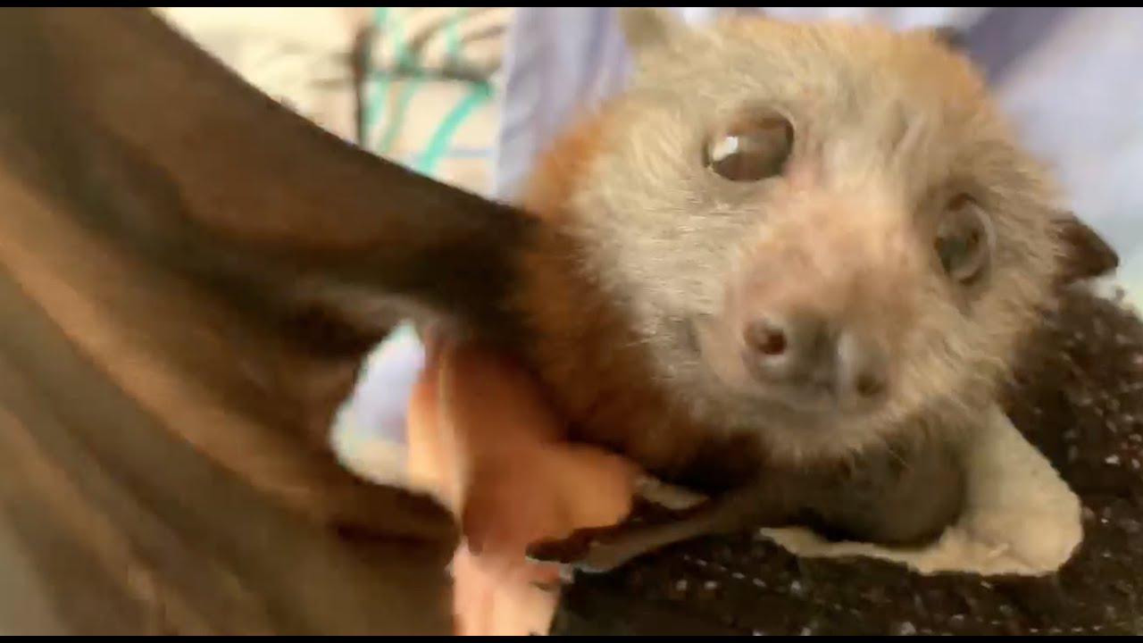 Baby flying-fox has some Maggie time:  this is Hungry Hippo