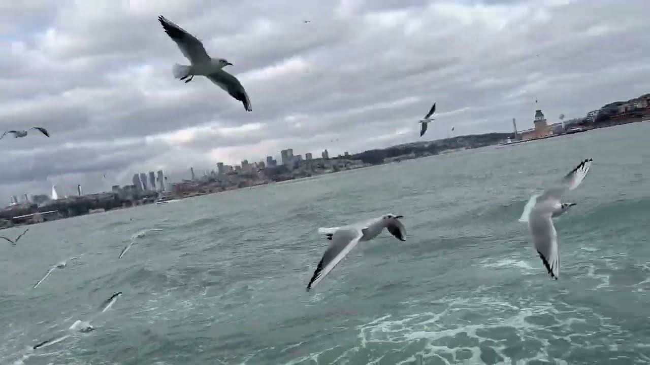 Feeding Seagulls on an Istanbul Ferry 🇹🇷 | Relaxing Seagull Sounds & Ocean Vibes