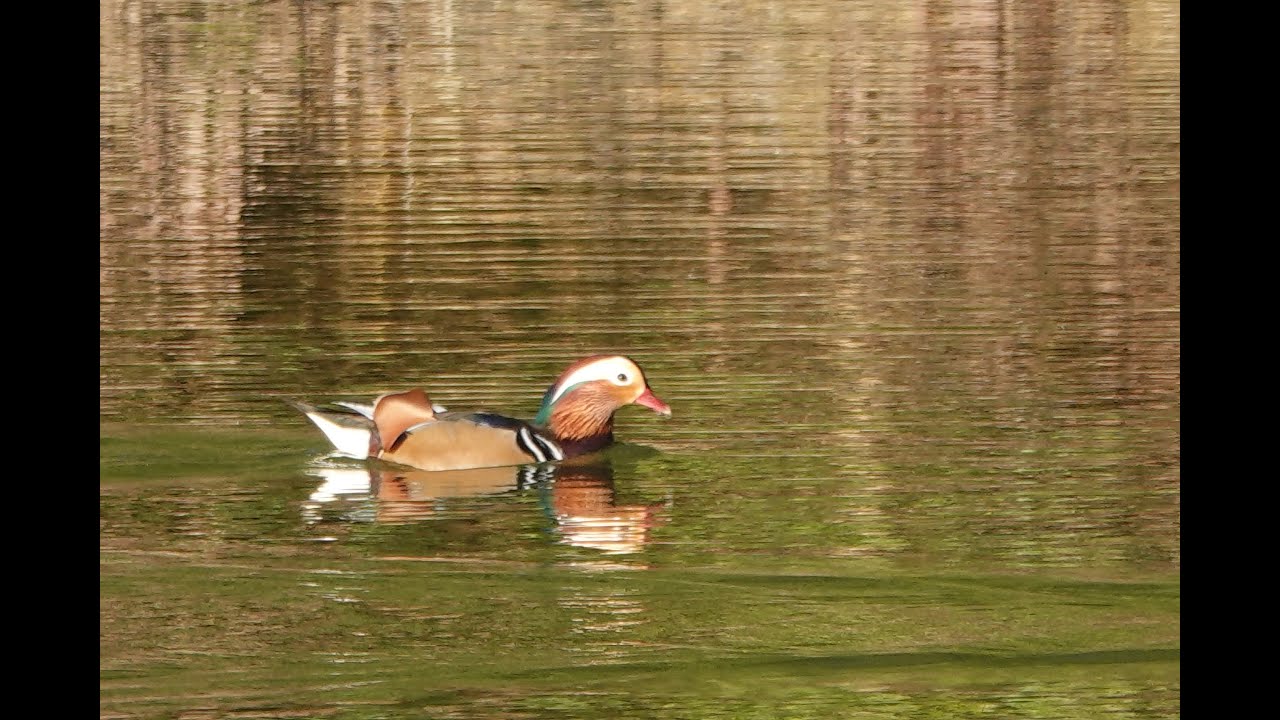 オシドリの楽園