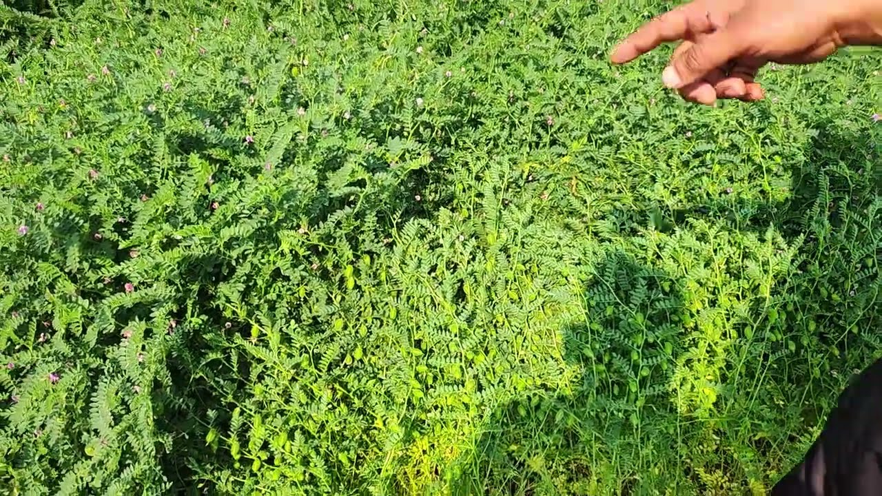 पूसा मानव 20-211 चना वैरायटी जबरजस्त फुटाब अधिक तापमान में अनुकूलित