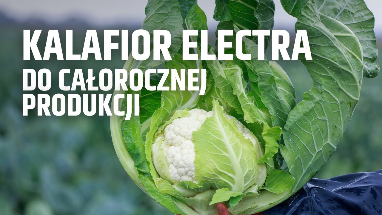Kalafior ELECTRA do całorocznej produkcji