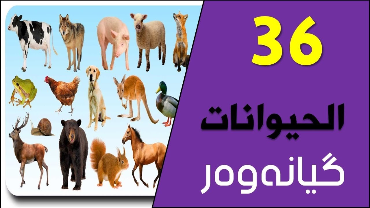 تعلم اللغة الكردية اللهجة البادينية الدرس ستة وثلاثين الحيوانات