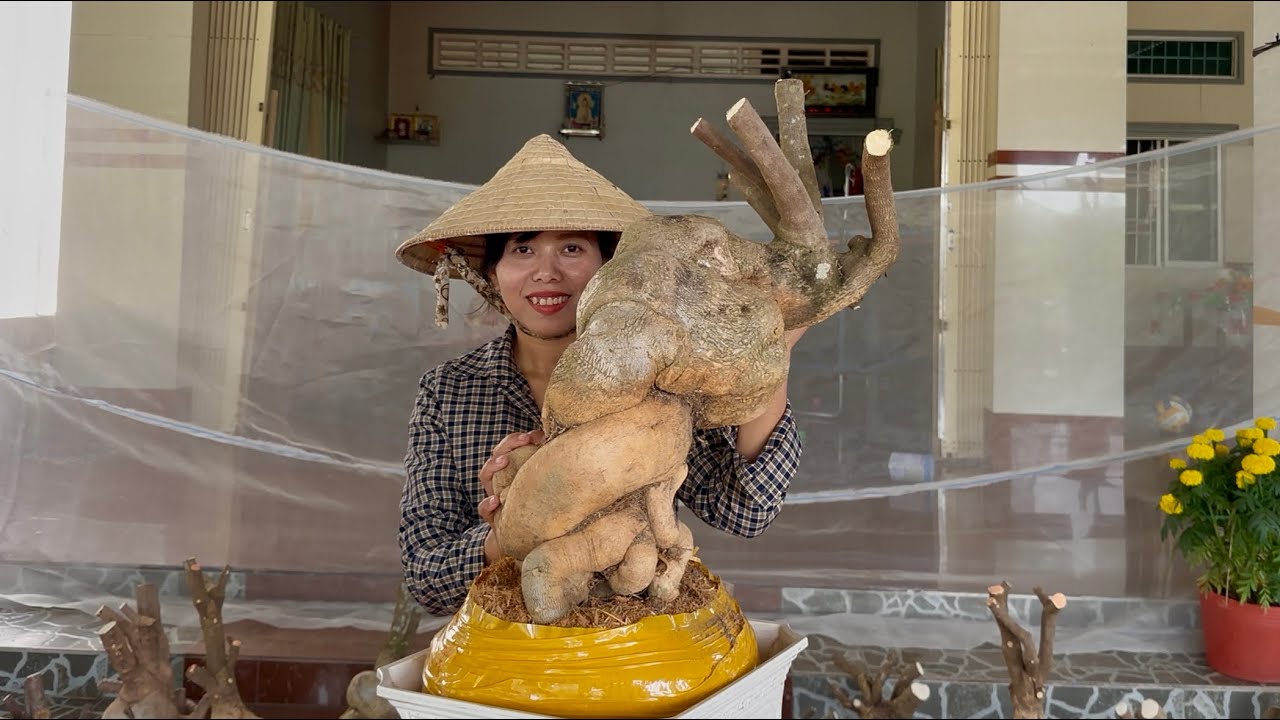 Phôi hoa giấy mỹ cây to đẹp nhiều dáng quái giao lưu toàn quốc ☎0939.421.599 Hương Đoàn