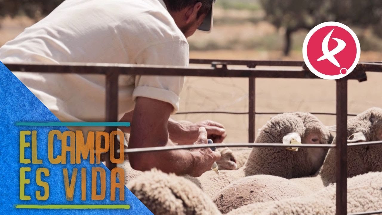 Chabeli y Antonio vacunan a los machos para prevenir la basquilla | El campo es vida