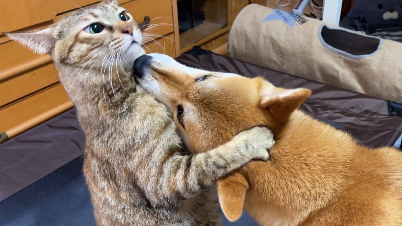 ノリノリの柴犬に付き合ってあげる麦わら猫♪