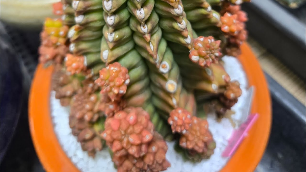 샘물다육  라이브 방송