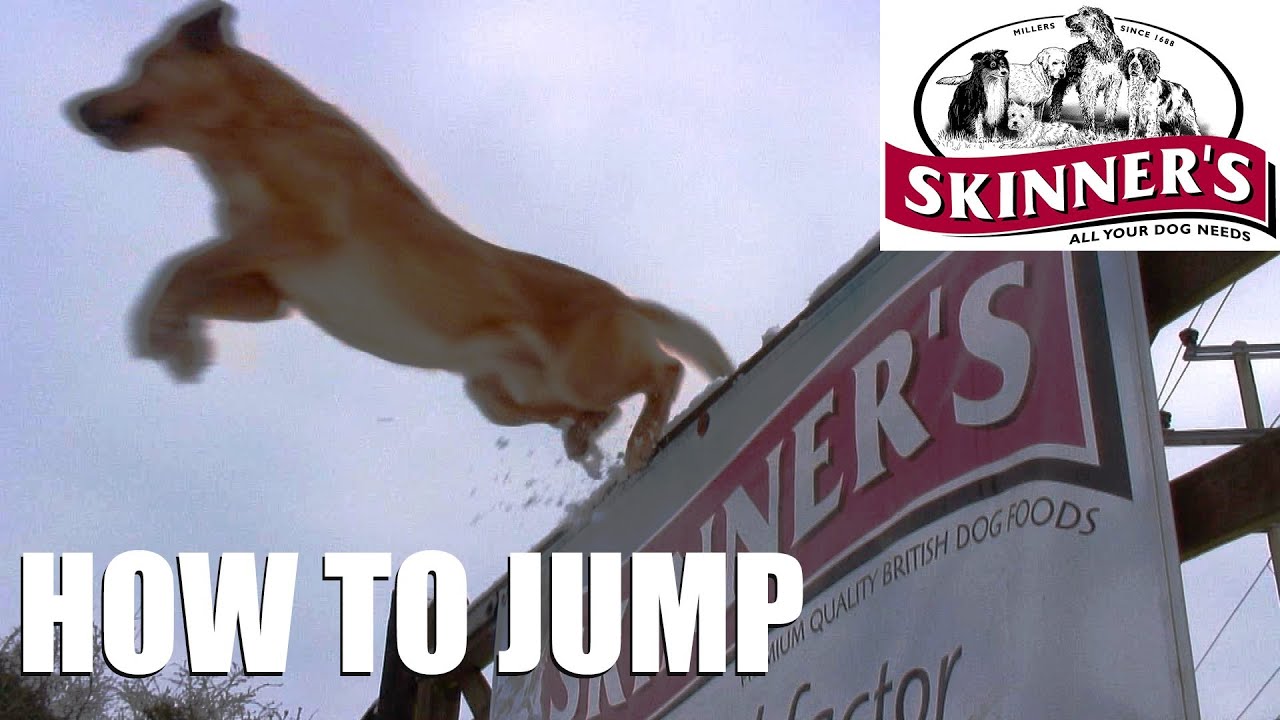 Gundog training tips - Jumping
