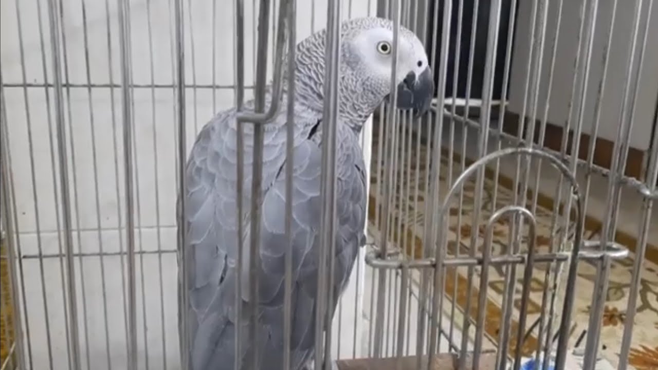 High-quality Pellets Formulated for African Greys Should Make up the Base of their Diet.🥰😋😍😇
