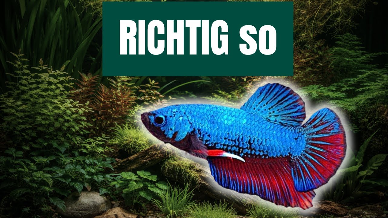 Zeitgemäße Kampffisch Haltung – Aquarium, Besatz & häufige Fehler