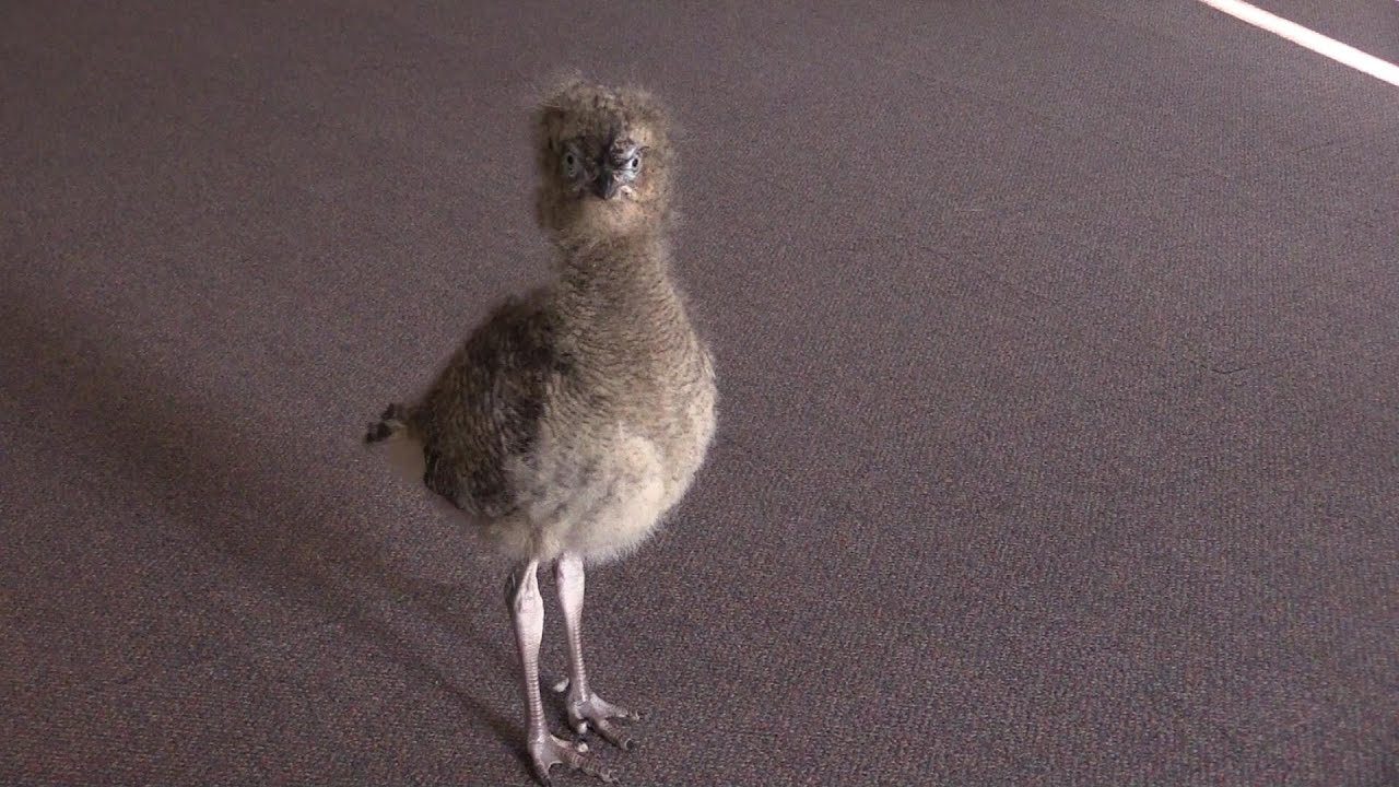 Red-legged seriema chick growing up at Saint Louis Zoo