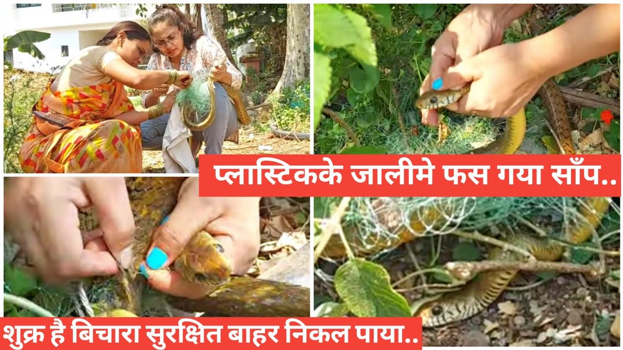 प्लास्टिकके जालीमे फस गया बिचारा साँप.. शुक्र है यह बच गया.. Save Animals..
