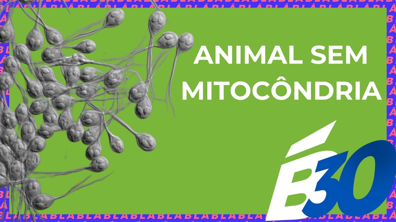 ANIMAL SEM MITOCÔNDRIA | Biologia em Meia Hora