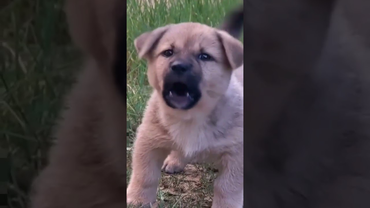 kangal #kangal #k&ouml;pek #enik #sivaskangali #sevimlidostlarımız #shorts13