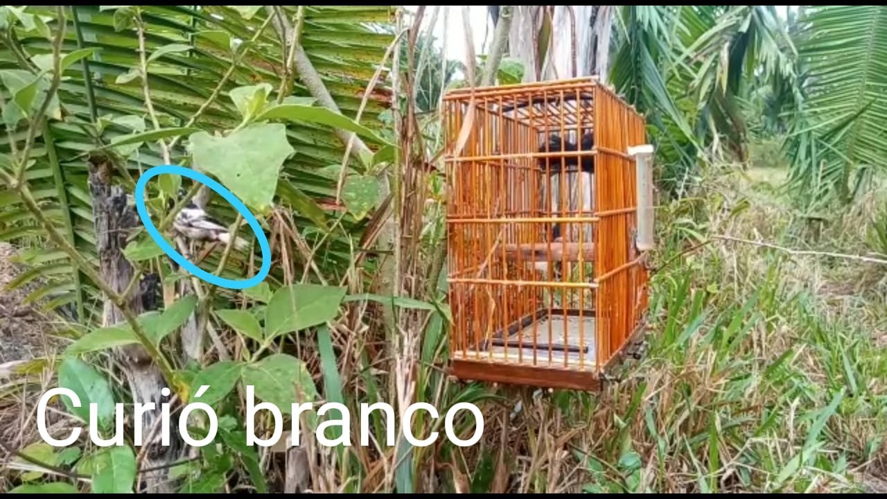 Nova filmagem de curió branco na natureza