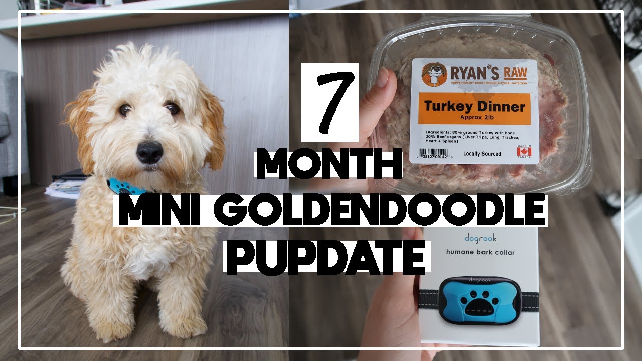 F1B MINI GOLDENDOODLE 7 MONTH PUPDATE🐶 | current size, raw food & reviewing the Dog Rook bark collar