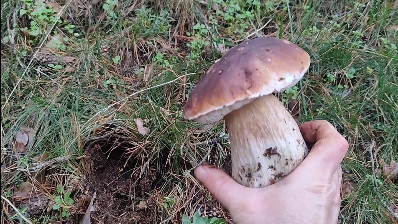 BOLETUS EDULIS MADRID 8/11/2024, (MUCHO GUARRO SUELTO POR EL MONTE)