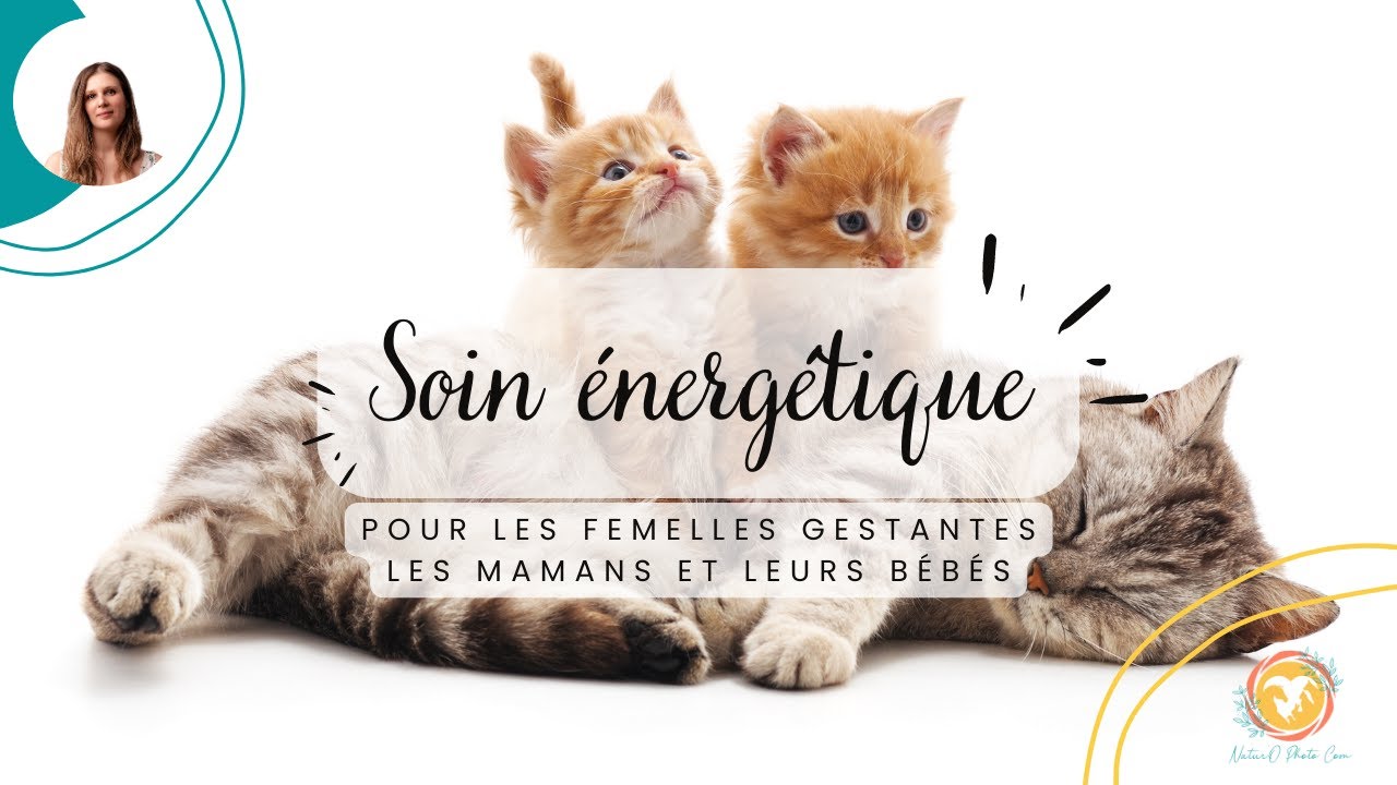 SOIN ENERGETIQUE ✨ POUR LES FEMELLES EN GESTATION 🤰 ET LEURS PETITS 🫶