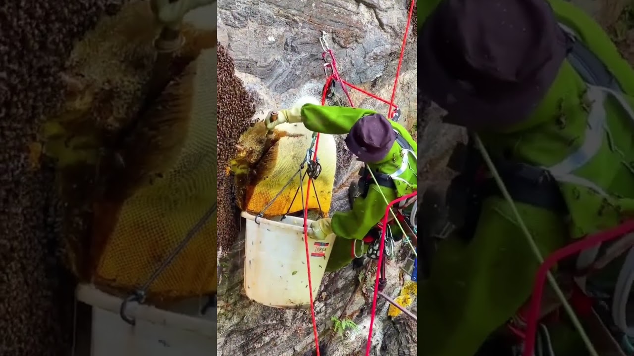 The Gift of Nature #Outdoor Bee Hunt #Honey from Primitive Forests #Honey from Cliffs #Ben   #8c8ed
