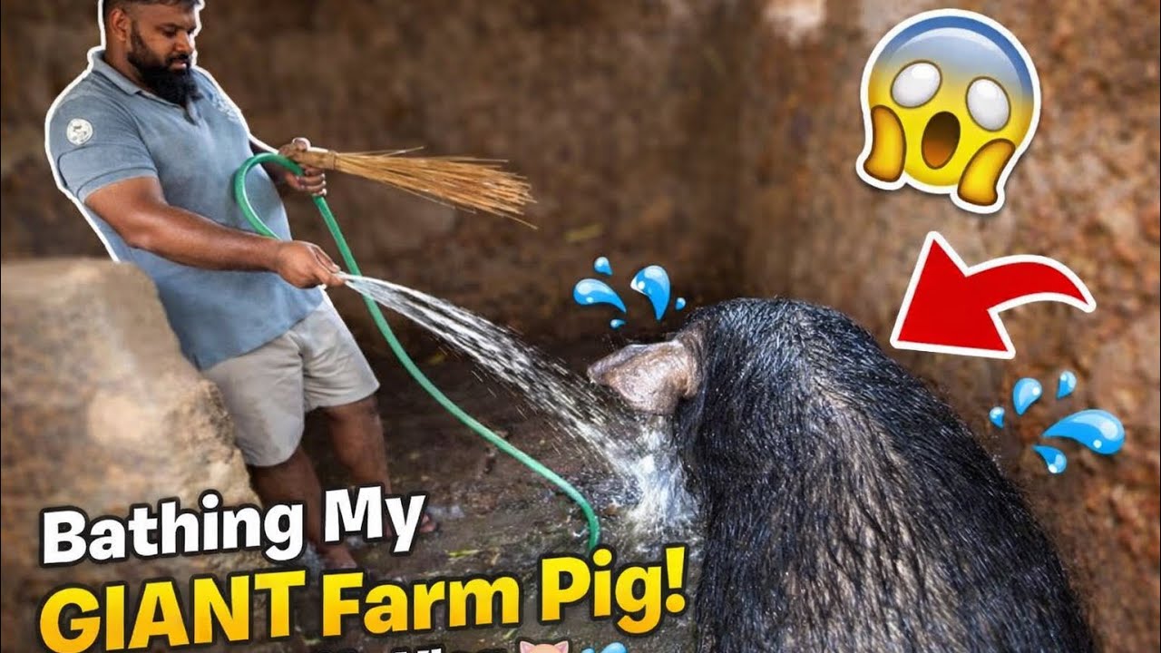 Bathing My Giant Farm Pig! 🐷💦 | Farm Life Vlog #vlog 