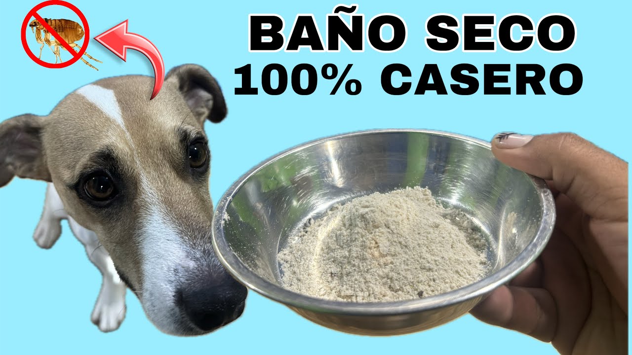 Baño Seco para tu MASCOTA muy fácil de hacer | ELIMINA LAS PULGAS Y GARRAPATAS