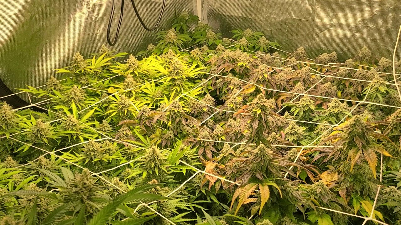 Marshydro grow journal day52 flower