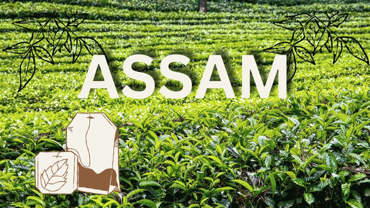 Journey Through Assam: Exploring Landscapes, Culture, and Heritage