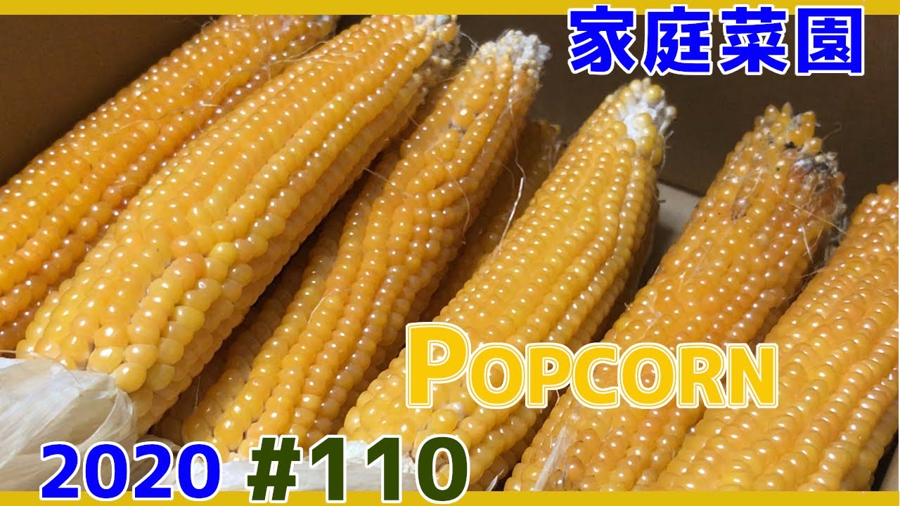 【家庭菜園2020】ポップコーンができるまで【#110】