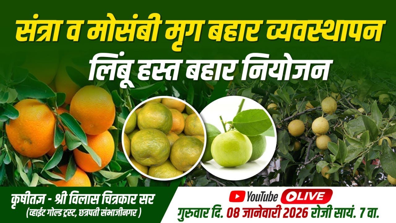 संत्रा व मोसंबी मृग बहार व्यवस्थापन लिंबू हस्त बहार नियोजन