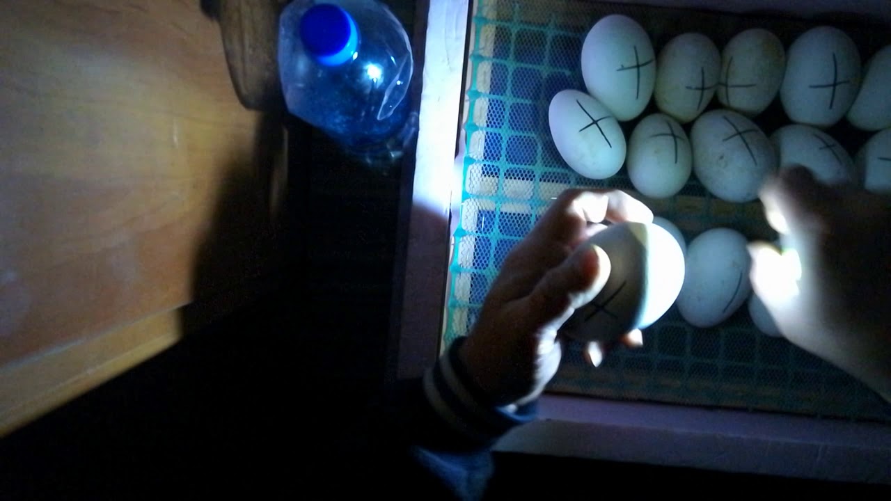 3 tydzień inkubacji jaj gęsi.