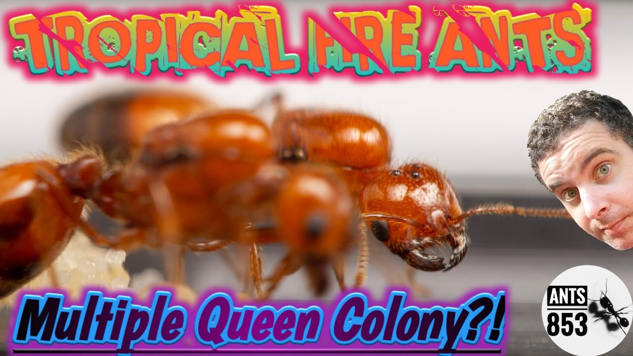 Tropical Fire Ants Nest with Multiple Queens?! Is it possible? | Ant Keeping Season 2020 Week 5