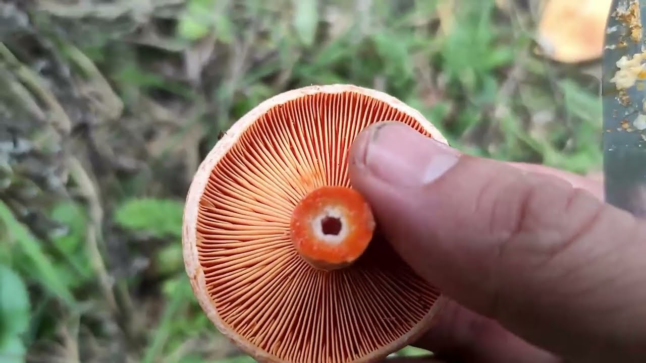 Rydze. Grzyby 2024. Grzybobranie 06.10.2024 Mleczaj rydz #grzybobranie #grzyby #fungi