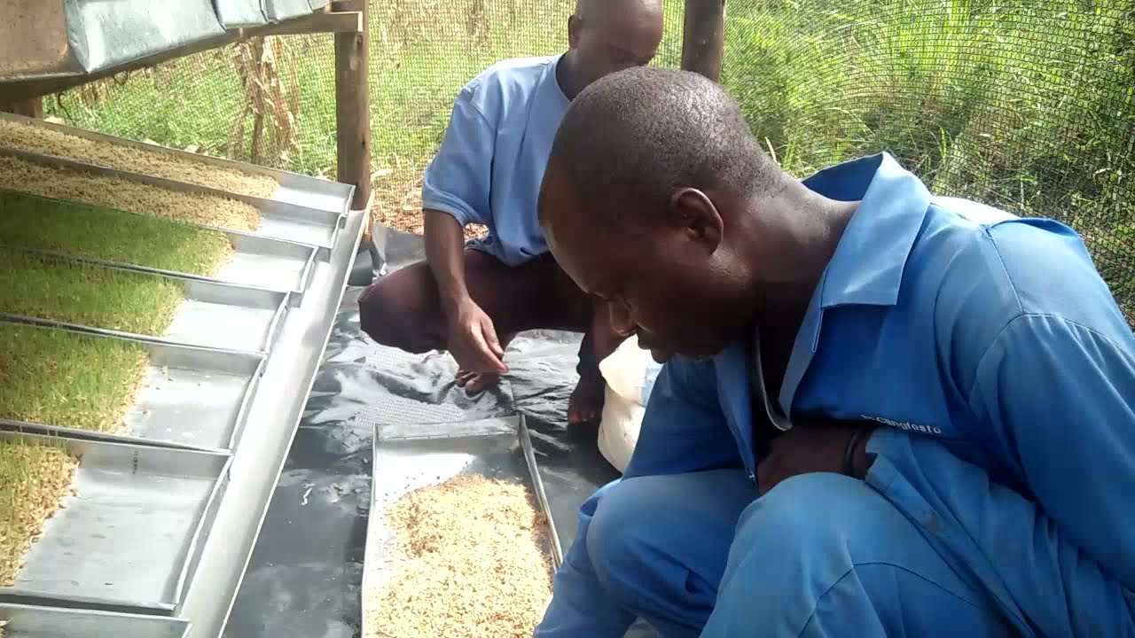 Growing Hydroponic Fodder  in Busukuma, Uganda