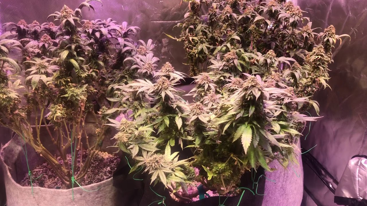 Optic 1XL - 100w cob - Harvest
