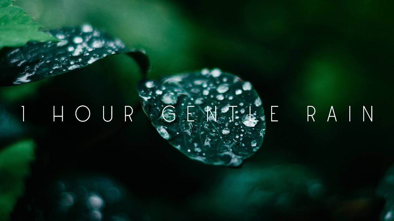1 Hour Gentle Rain on Leaves Helpful for Stress Relief, Meditation, Studying, Deep Sleep