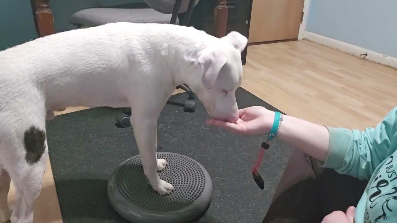 Paws up on a object that moves 