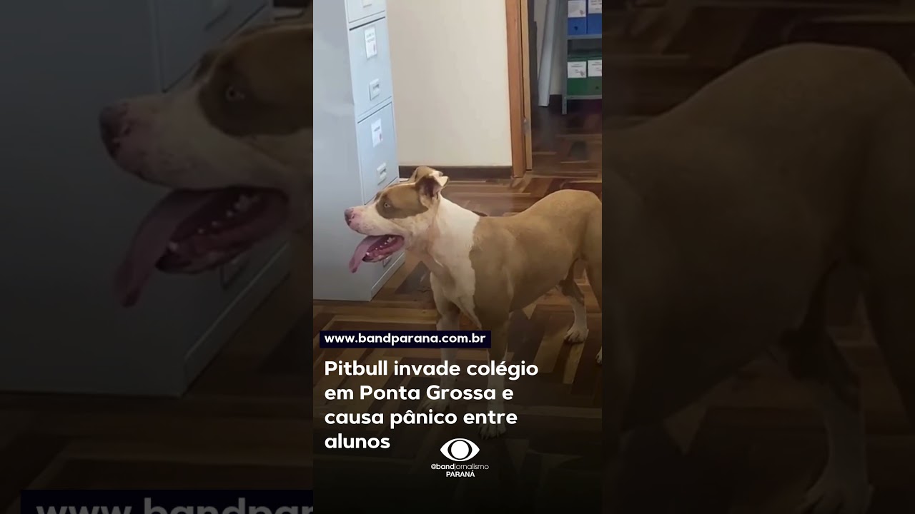 Pitbull invade col&eacute;gio em Ponta Grossa e causa p&acirc;nico entre alunos