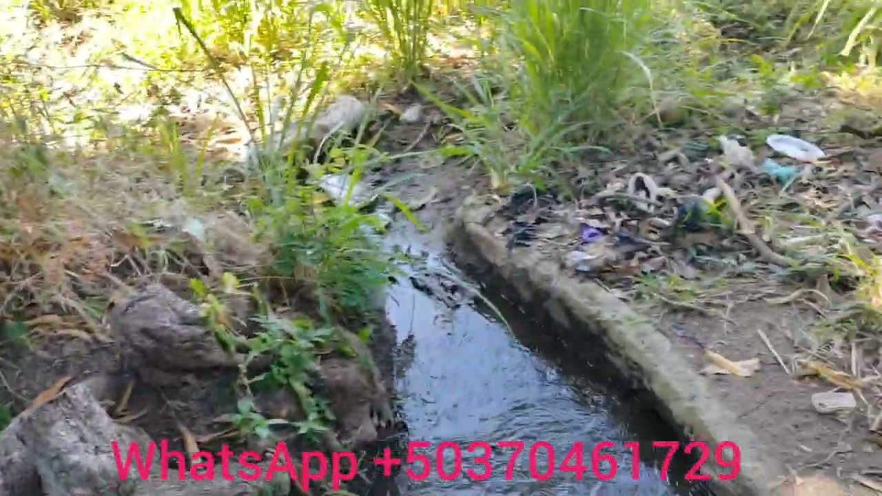 en venta 5 manzanas en el caserío el sacio platanares departamento de Ahuachapán