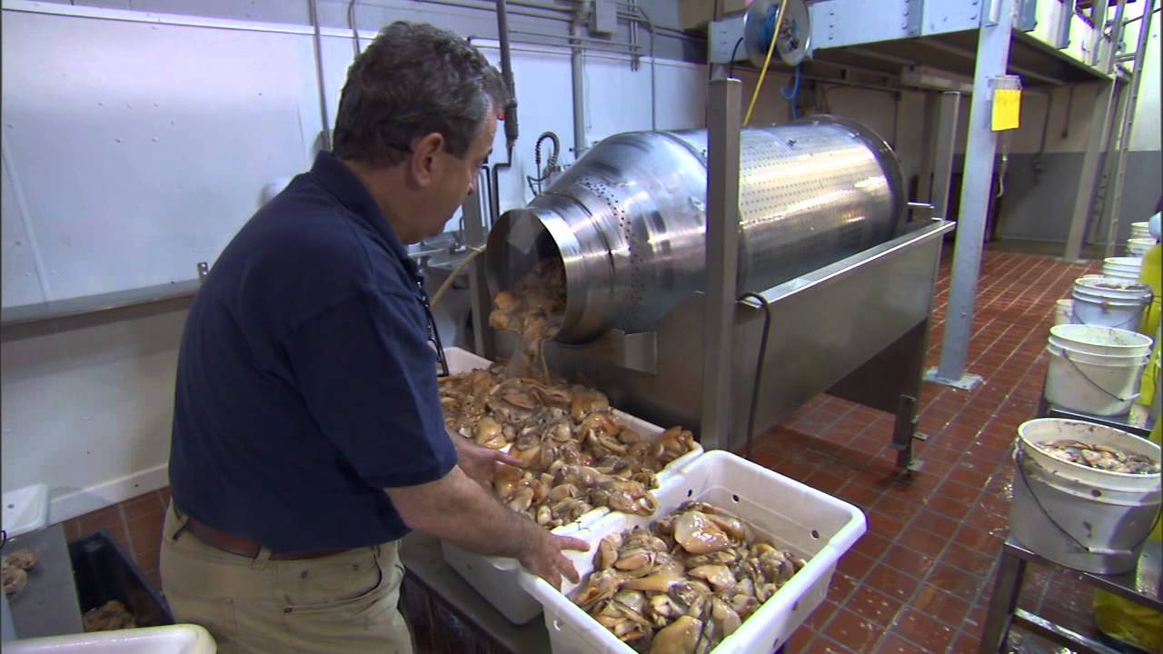 Great American Surfclam