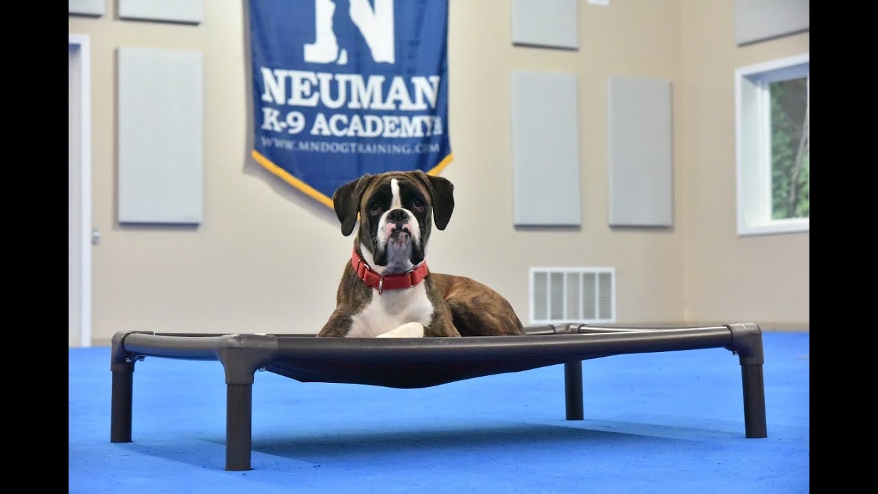 Loopy (Flashy Brindle Boxer) Puppy Camp Dog Training Video Demonstration
