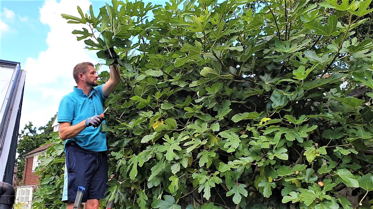 Massive Fig Tree - Summer Pruning