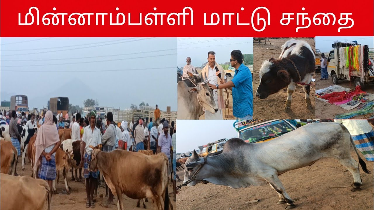 சேலம் மின்னாம்பள்ளி மாட்டு சந்தை | Salem Minnampalli Mattu Santhai | SalemTalkies