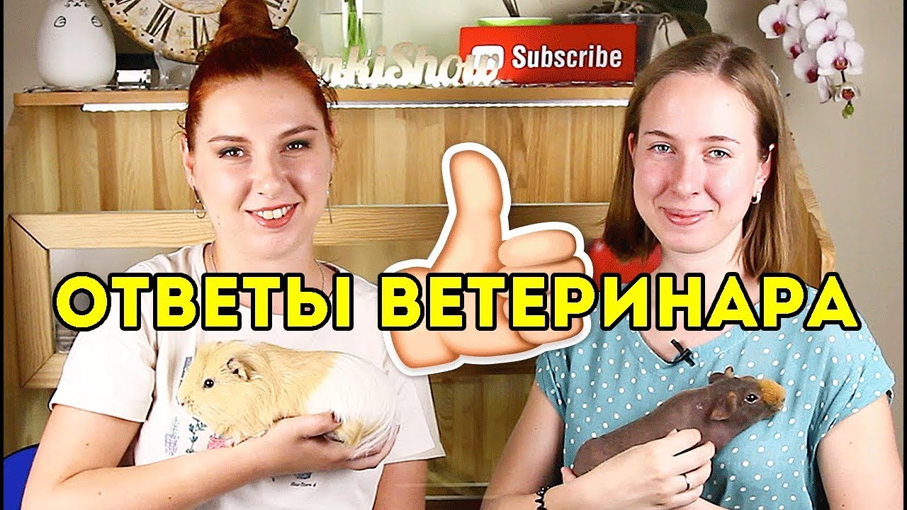 ОТВЕЧАЕТ ВЕТЕРИНАР Специалист По Грызунам РОДЕНТОЛОГ: КУПАНИЕ МОРСКИХ СВИНОК, БОЛЕЗНИ, НАПОЛНИТЕЛЬ