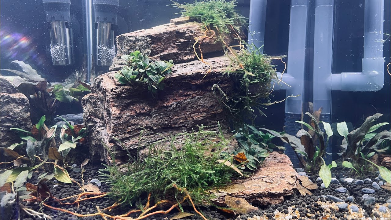 Aquascape: El Proyecto 