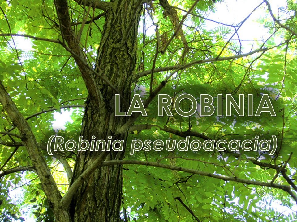 Robinia (Robinia pseudoacacia)