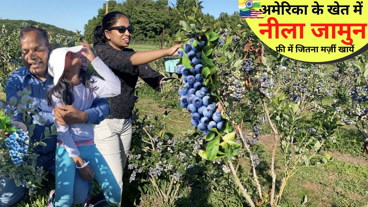नीले-नीले अम्बर के नीचे, नीले फल का बग़ीचा आपका मन मोह लेगा  BLUE BERRY ka KHET in USA