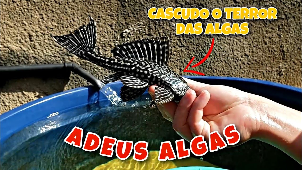 COMO EU DEIXO A CAIXA SEM ALGAS/LIMOS NAS LATERAIS? CONTEI MEU SEGREDO!!!!