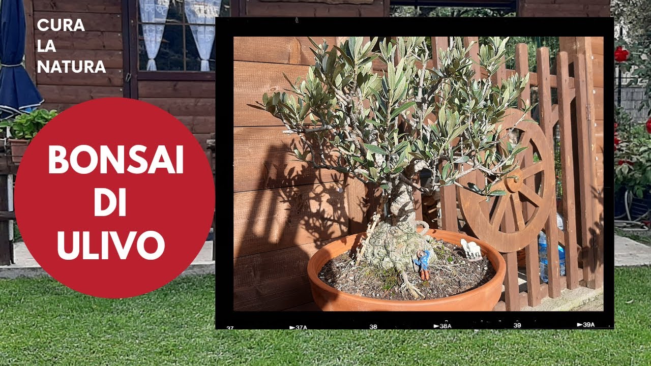 Bonsai di ulivo da pollone