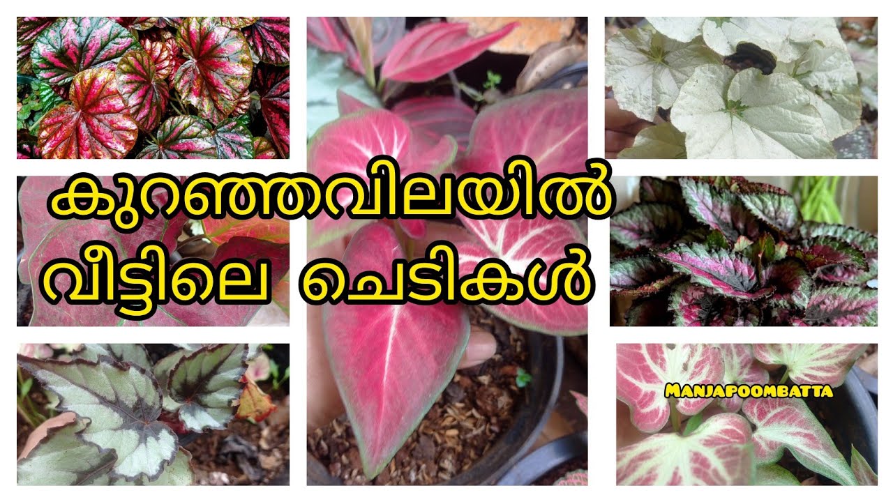 #@MANJAPOOMBATTA #വീട്ടിലെ ചെടികൾ കുറഞ്ഞവിലയിൽസ്വന്തമാക്കാം #7510284418 #kerala#kozhikode 🙏