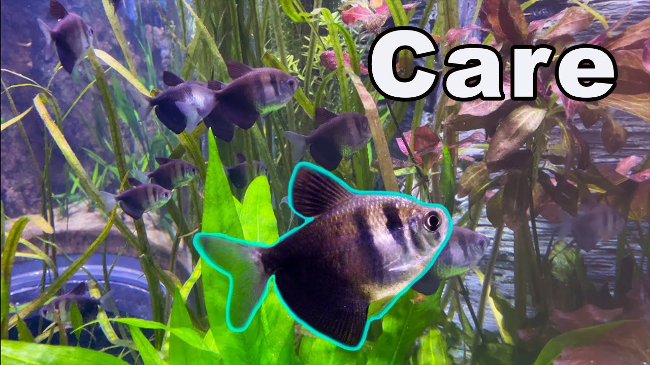 Black Skirt Tetra Care: выносливая тетра для новичков!