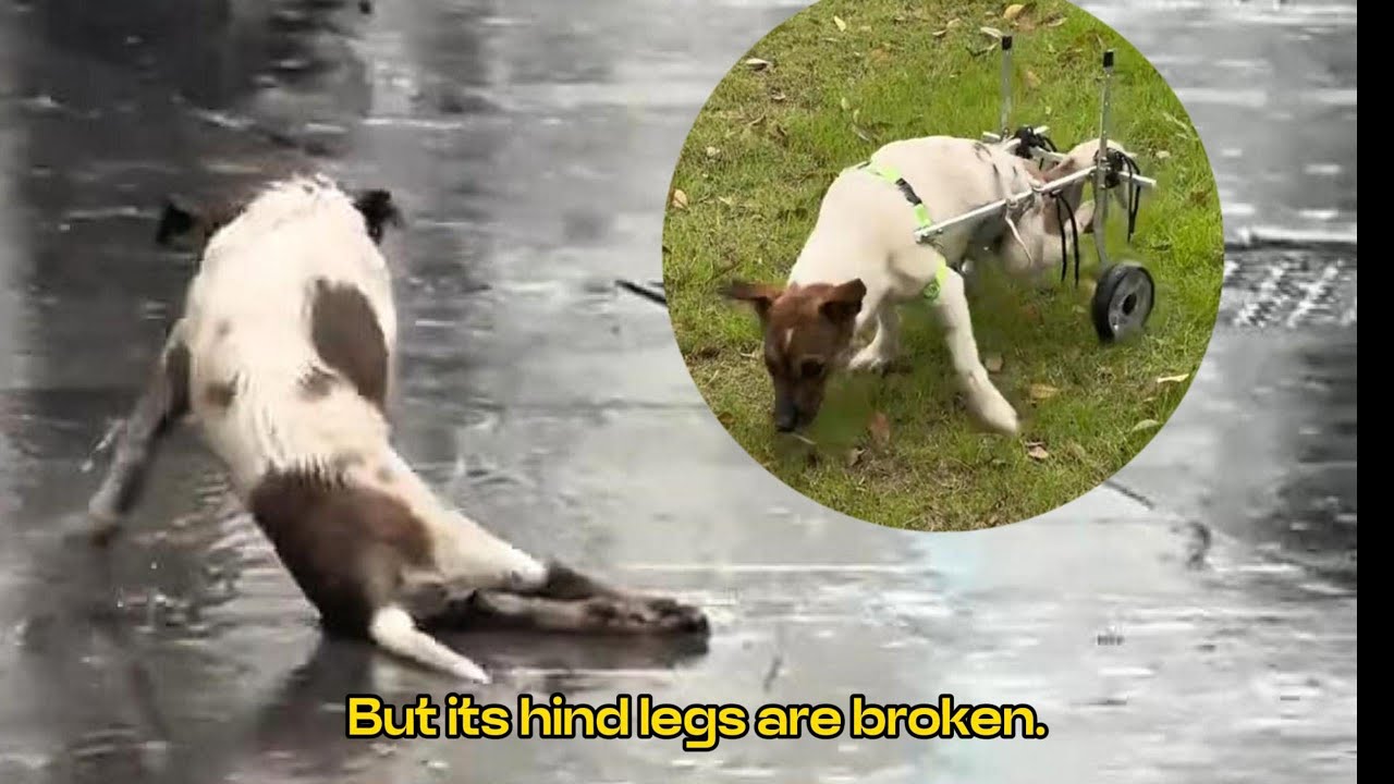 🐶From Sad to Happy: The Dog's Incredible Rescue Story